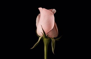 Khristine Joy profile icon