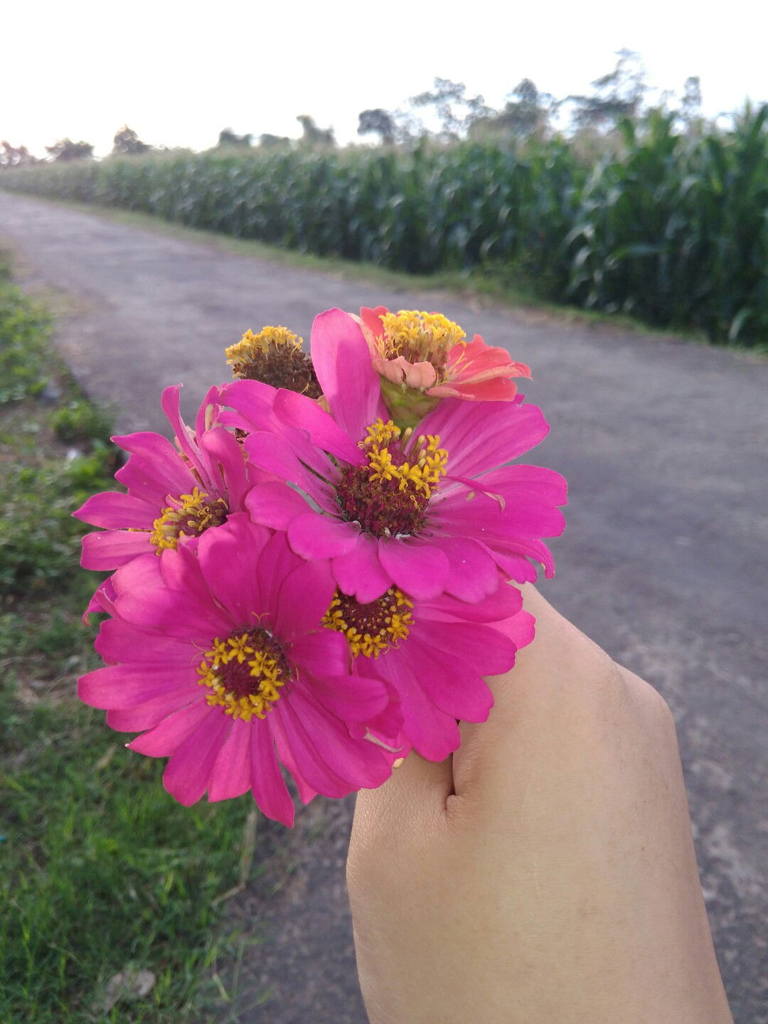 Diyah Hamid profile icon