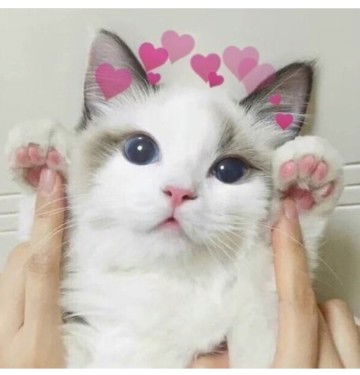 Ade Ulfah Agustiana profile icon