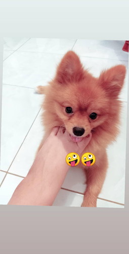 pelihara anjing saat hamil