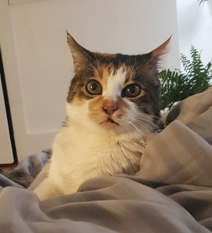 Novelda profile icon