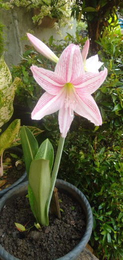 Syifa Ainun Mardhiyyah profile icon