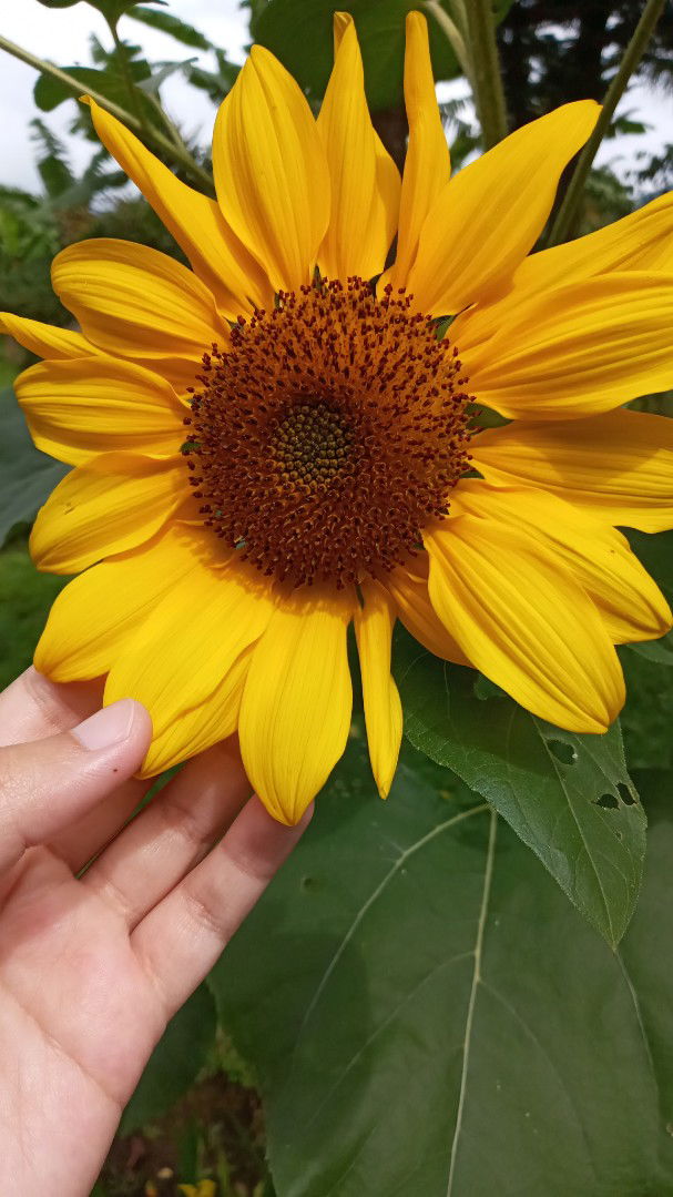 Nidya Nur'aini profile icon