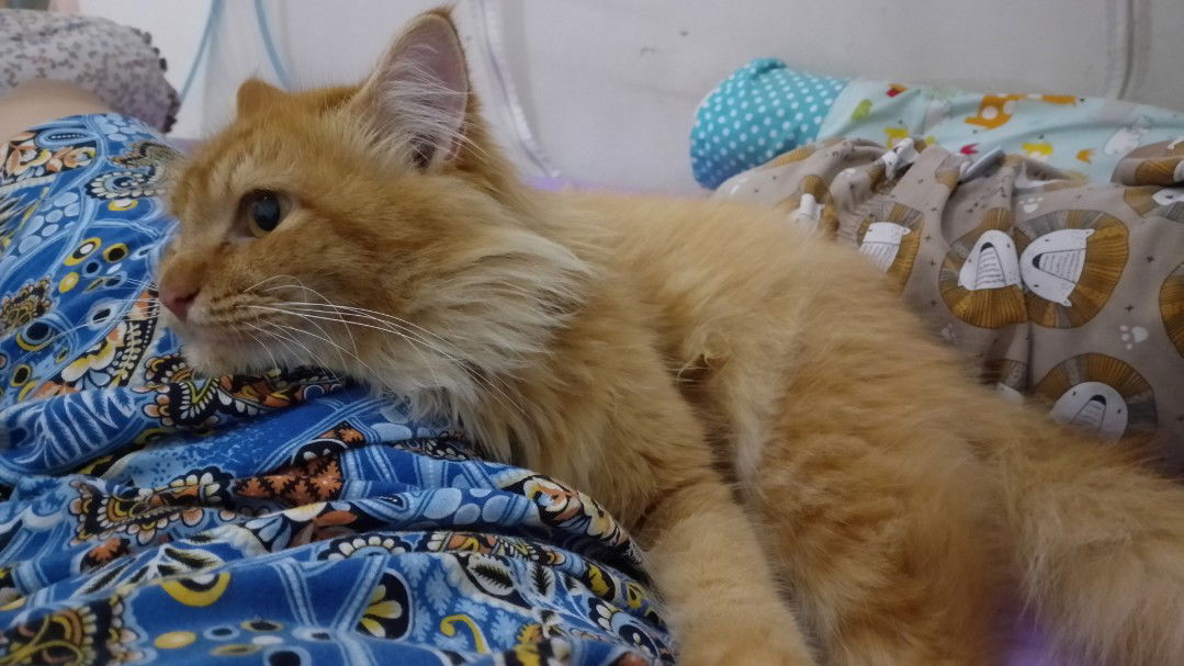 bubunnya kakang profile icon