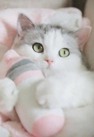 Amira Nazri profile icon