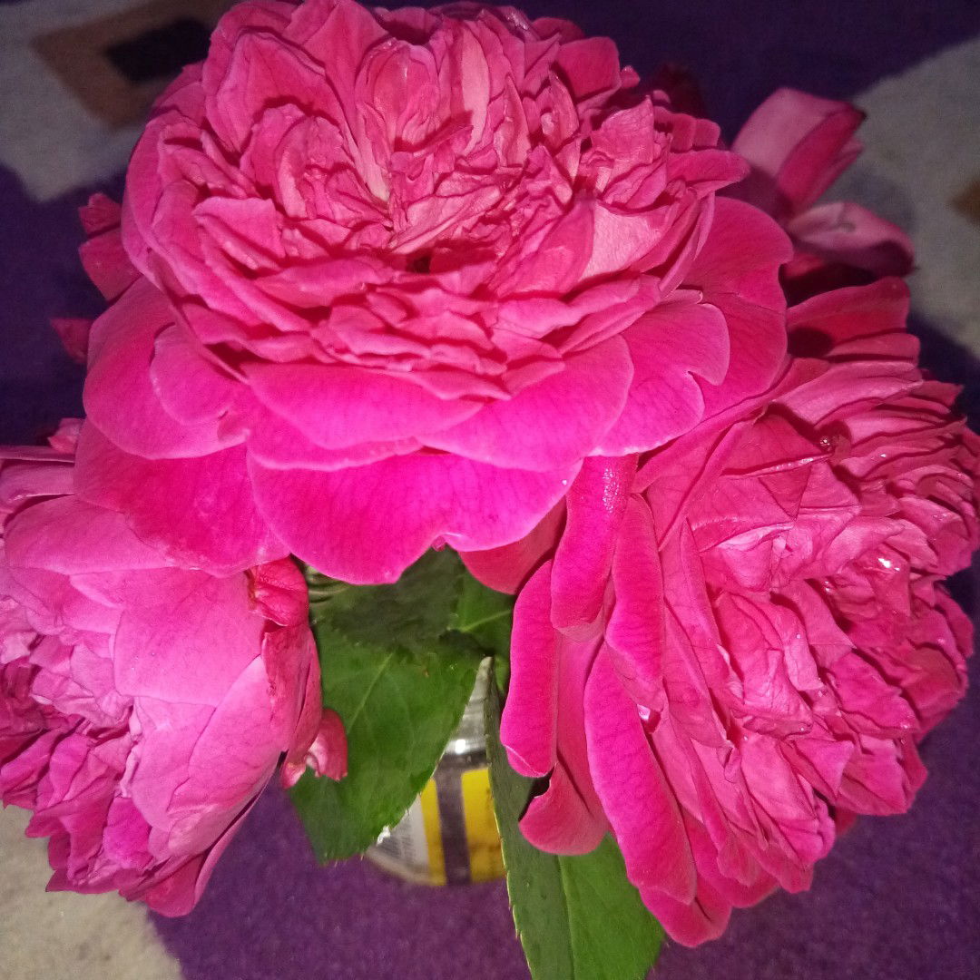 Rizka dwi puspita profile icon