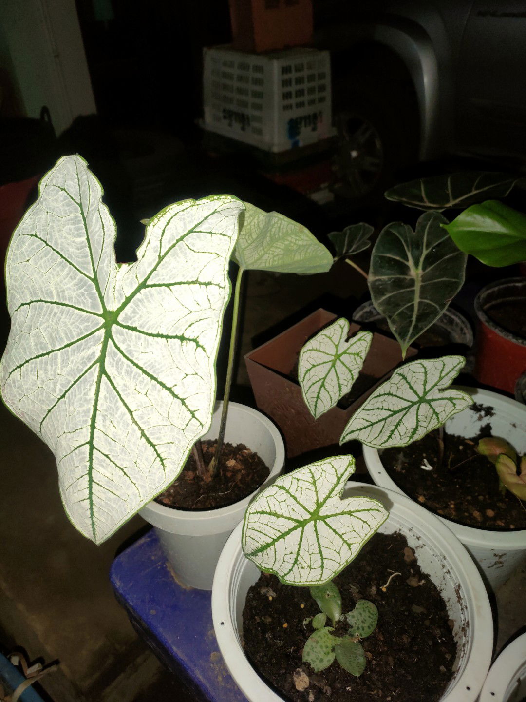 Rattiya profile icon