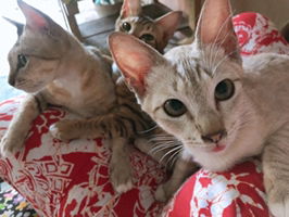 catloverrr profile icon