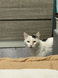 Siti Aishah Binti Mohd Yusof profile icon