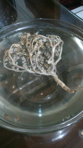 rumput fatimah
