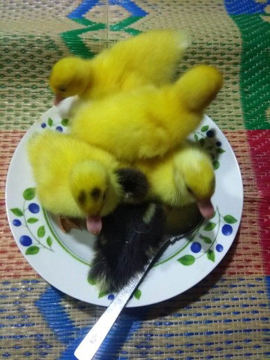 iya rosdiana profile icon