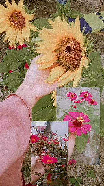 Lina Rislamia profile icon