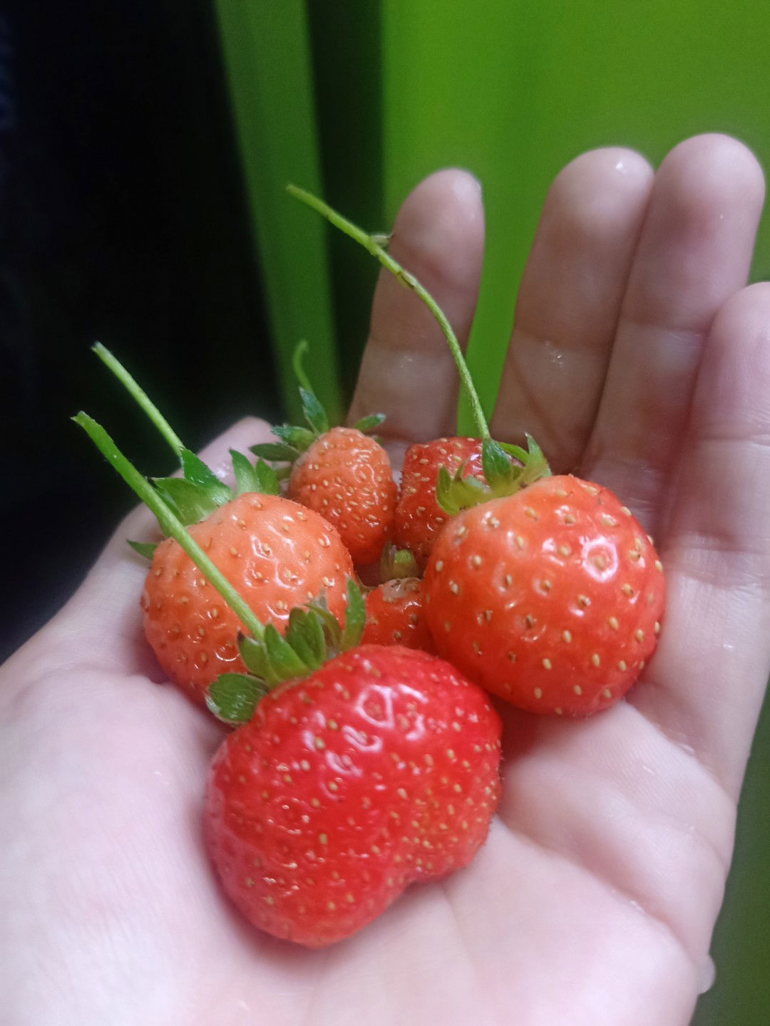 Liza Nufus profile icon