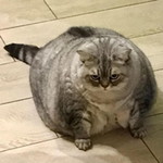 P profile icon