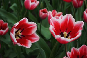 Samantha profile icon