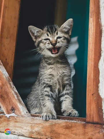 anismey profile icon