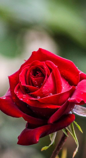 Hanna  Nurwahidah profile icon