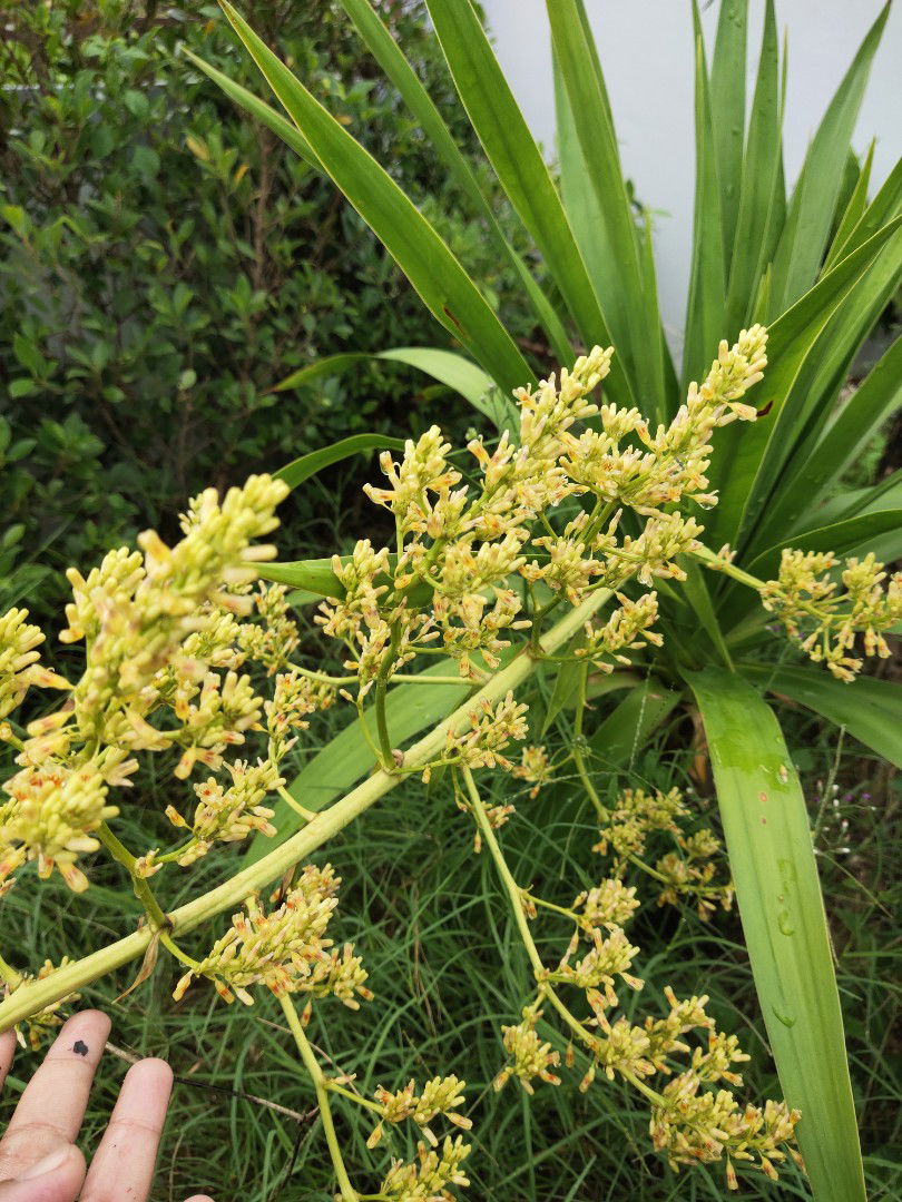 Nok Thanatphorn profile icon