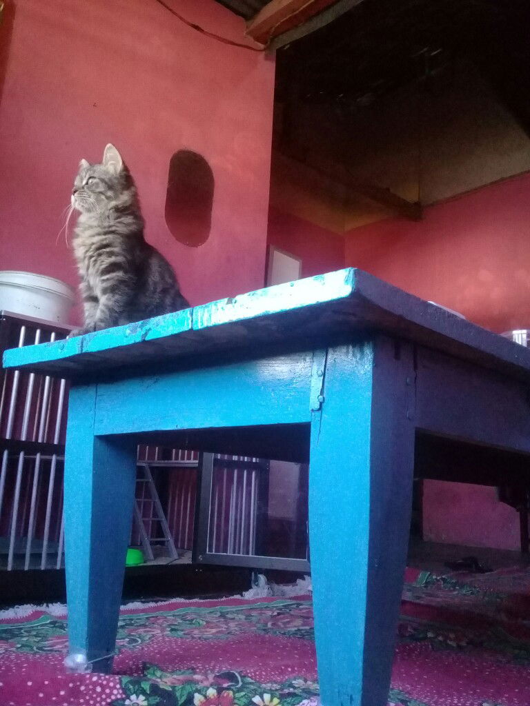 lana dina profile icon