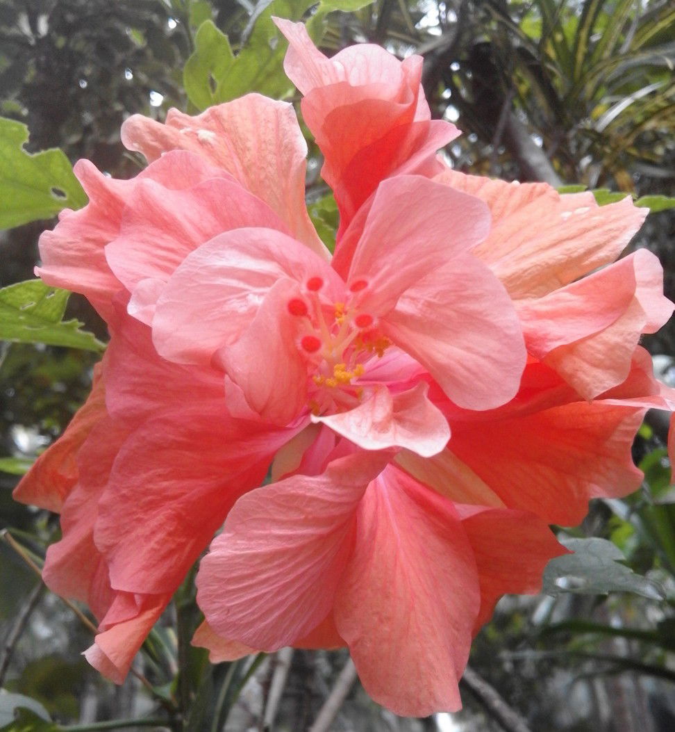 Rezza Mea Entia profile icon