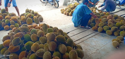 ngidam duren