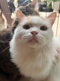 Bianca Sheren profile icon