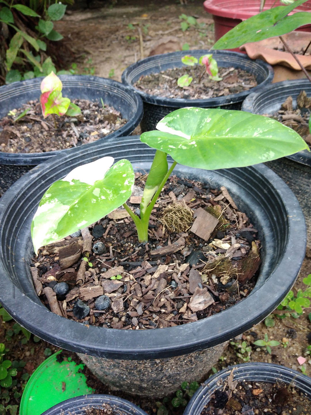 จีอาร์มายแบฟ profile icon