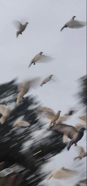 fannisa Lutfi Hanif profile icon