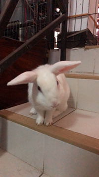 Nonomiya profile icon