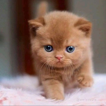 Diana Agustin profile icon