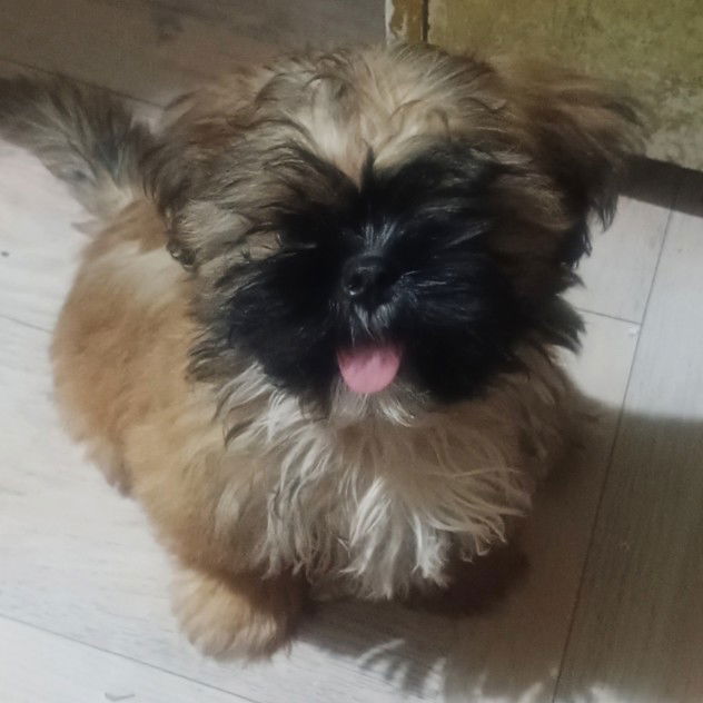 Chie Ymzki profile icon