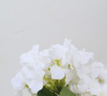Amanda Dizon profile icon