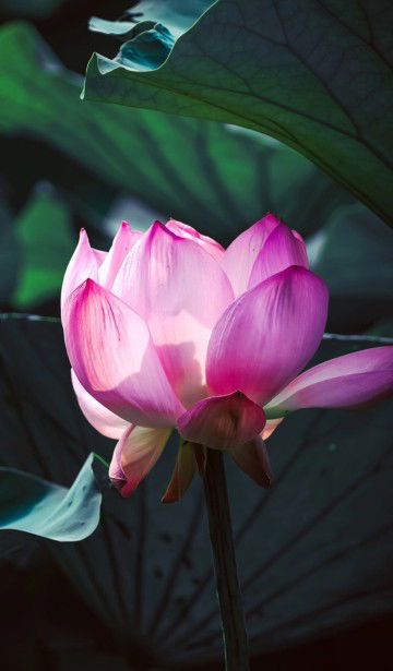 Marni Lestari profile icon