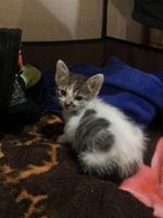 Sasita Kandee profile icon