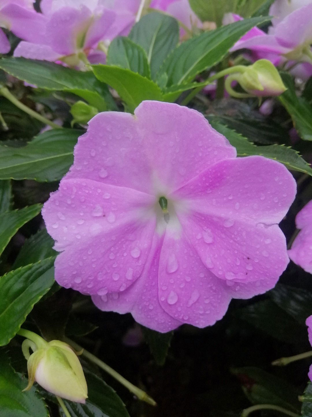 Amir Haziq profile icon