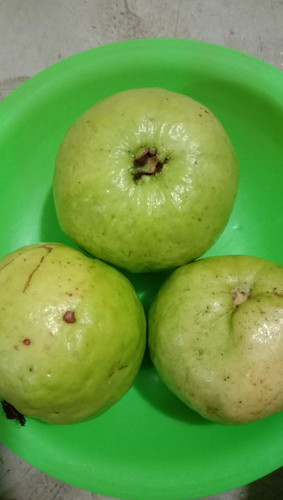 jambu biji