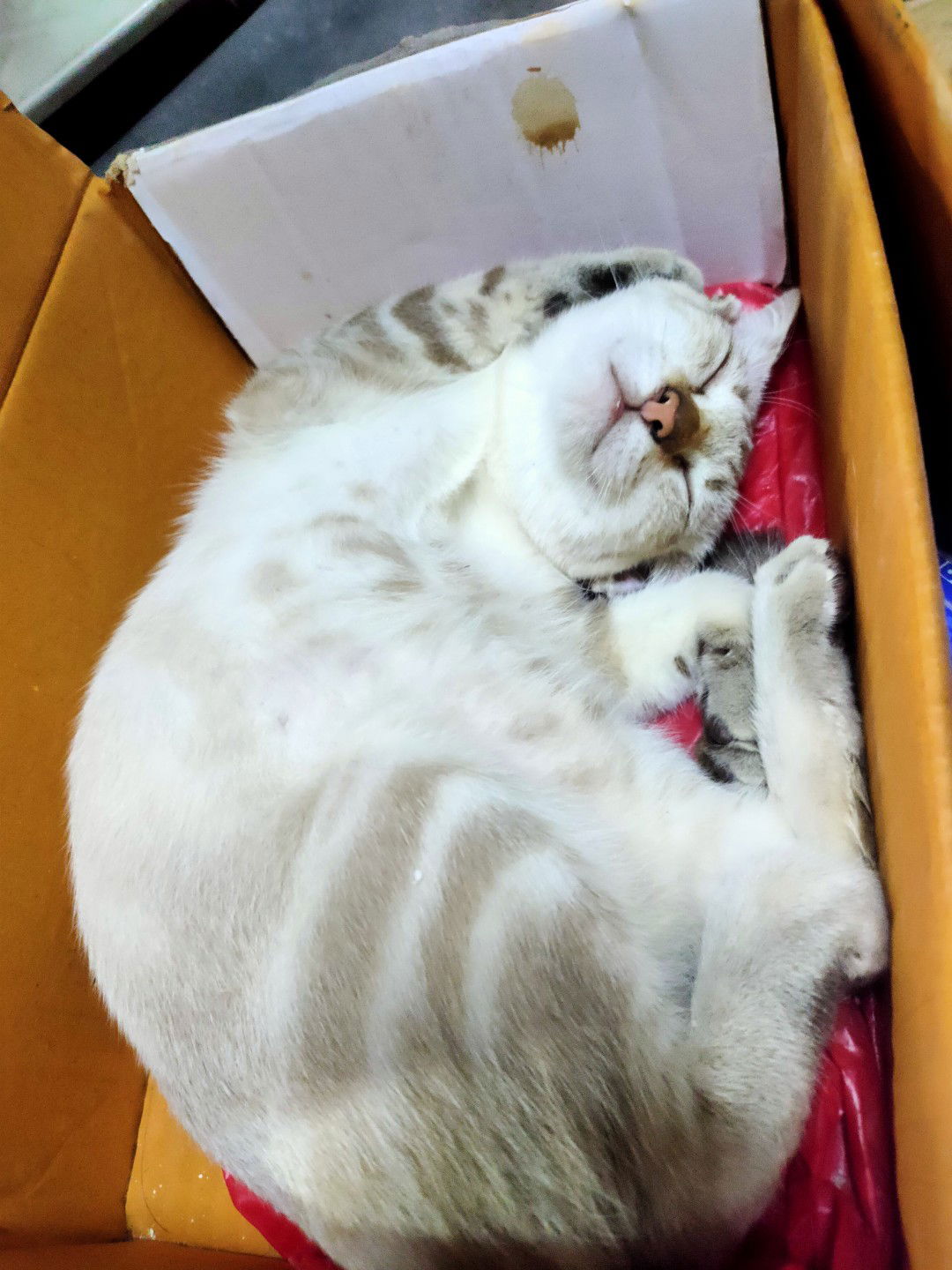 แม่แมวเมี๊ยวๆ profile icon