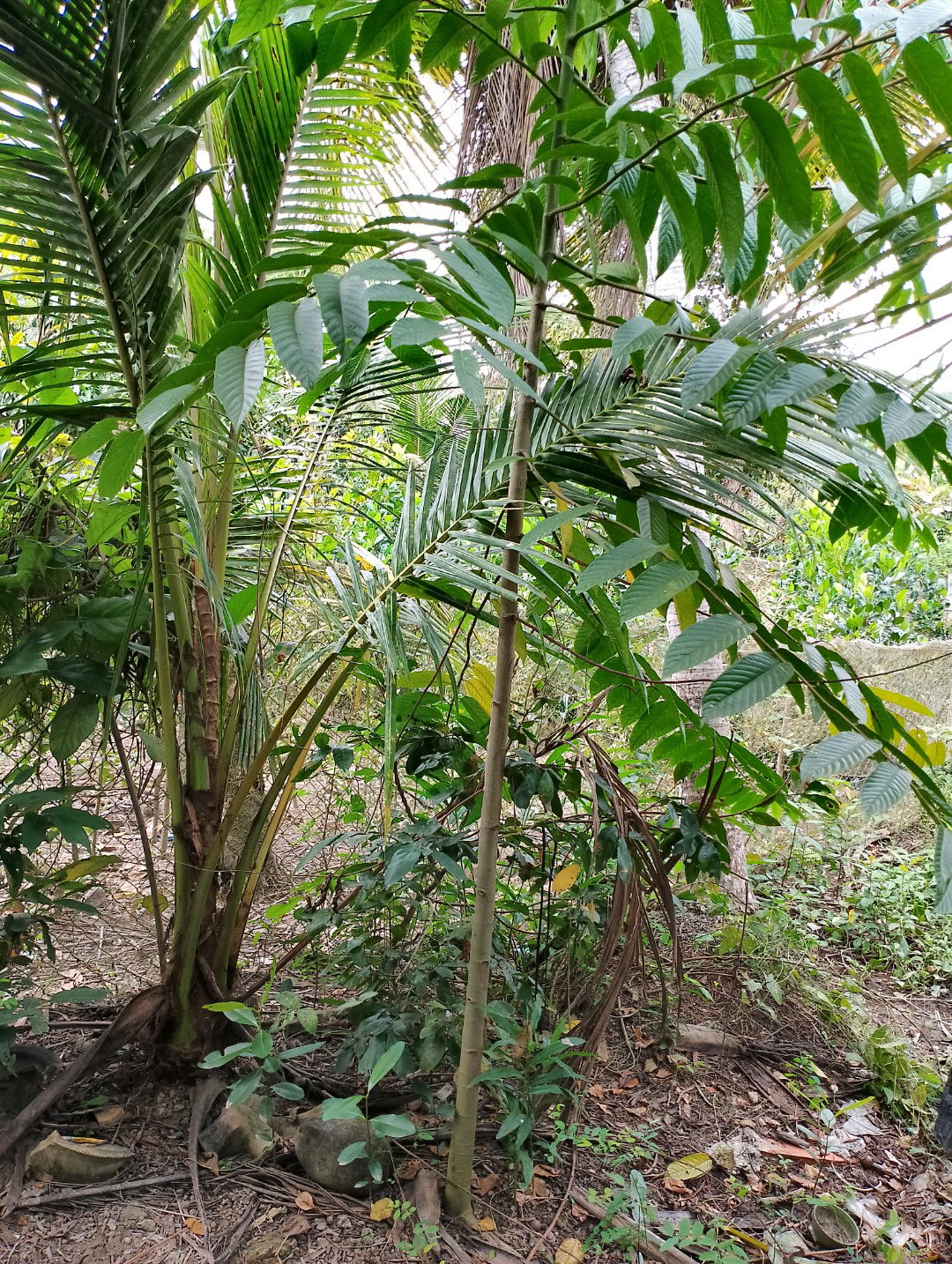 Sang Sang ☘️ profile icon