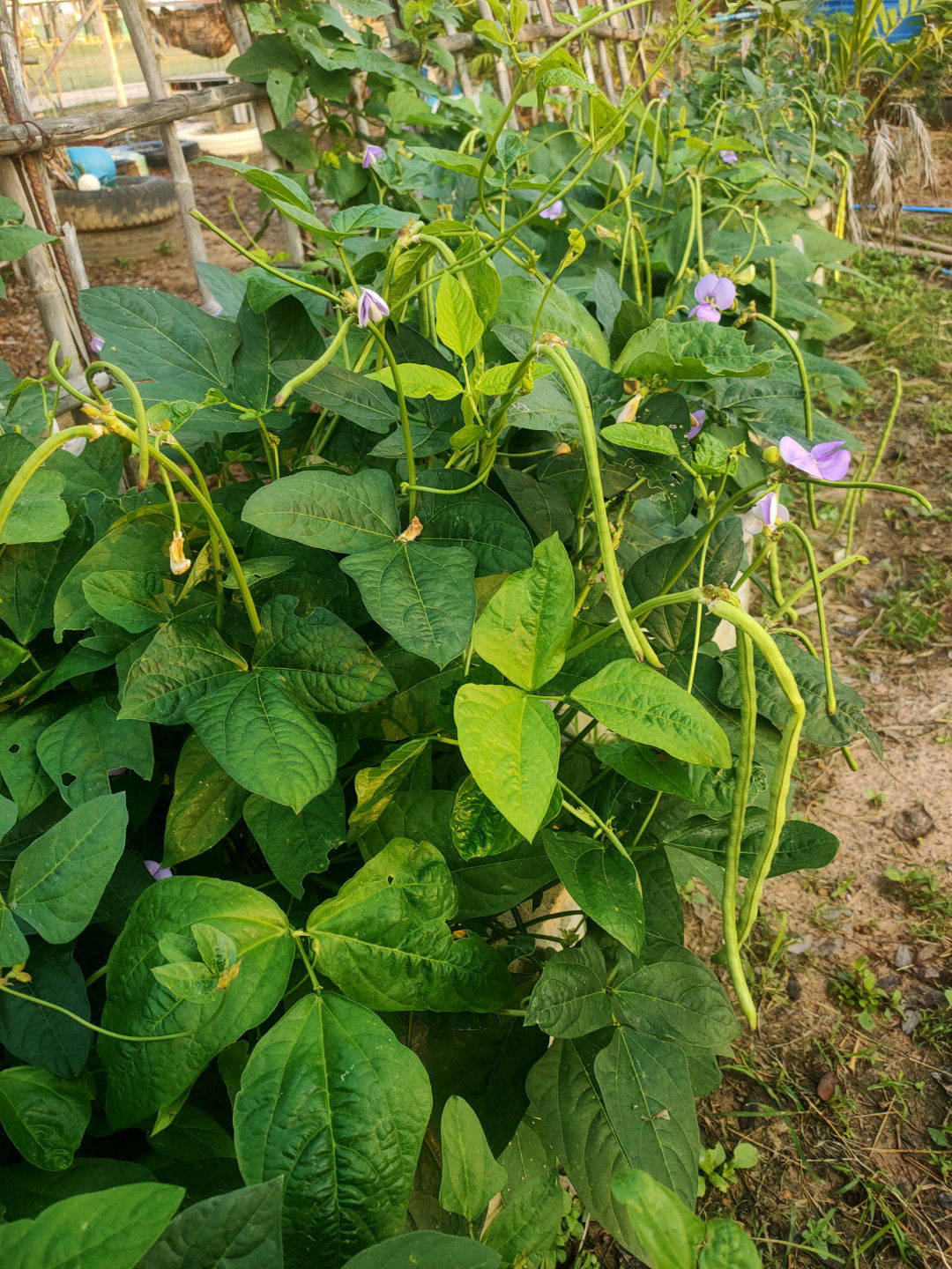 phakkamol profile icon