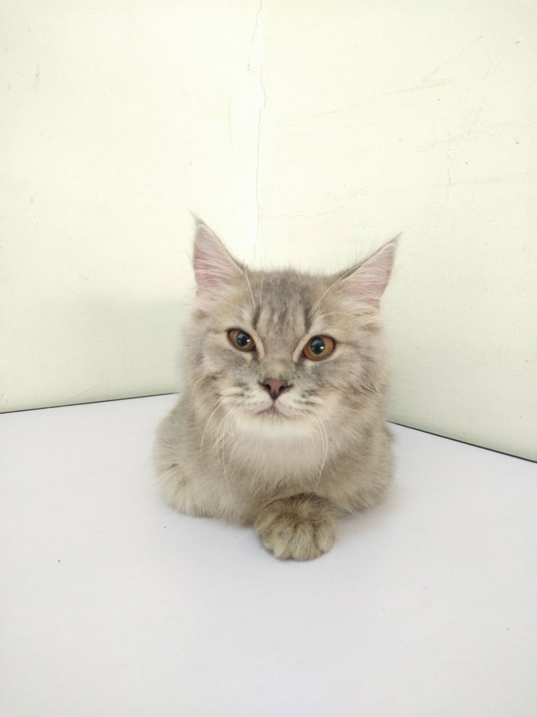 Choq Na profile icon