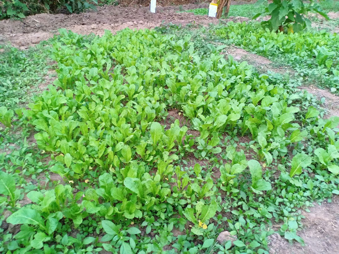 ฐิติกา profile icon