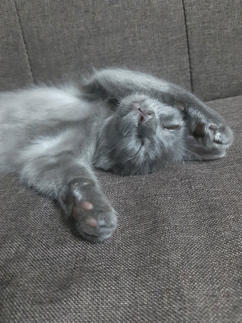 NUR LAILA profile icon