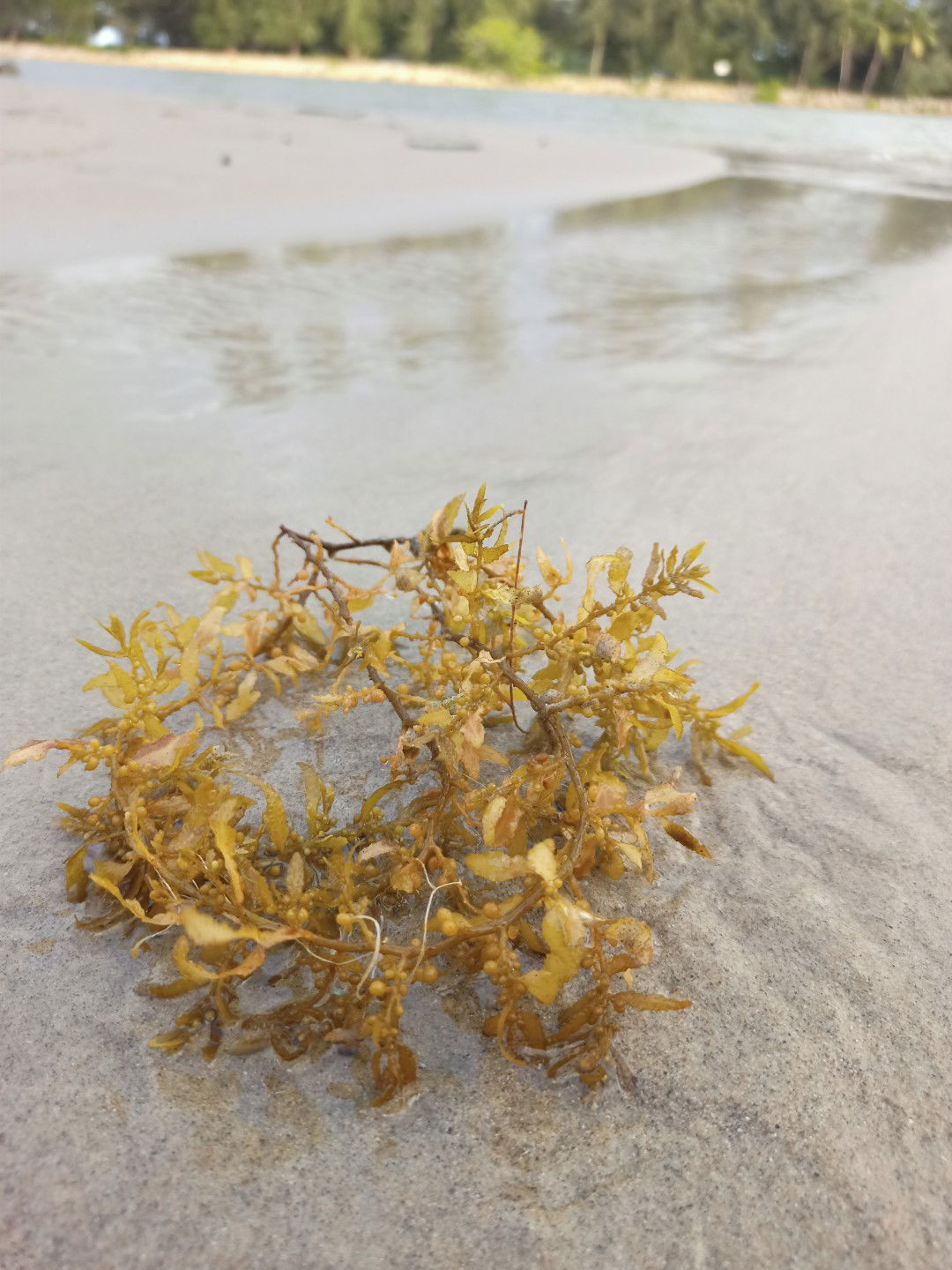 amanahAllah profile icon