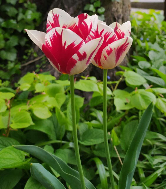 ranni puspa profile icon