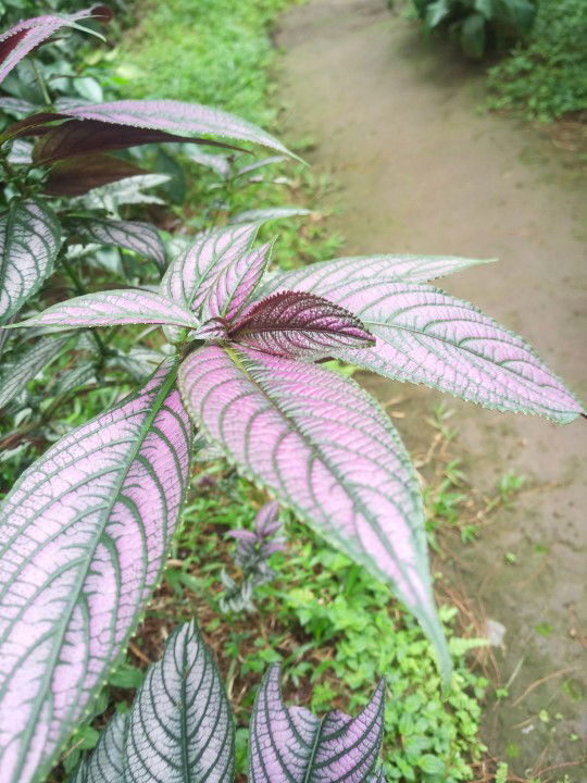 Sitinna Munawaroh (Muna) profile icon