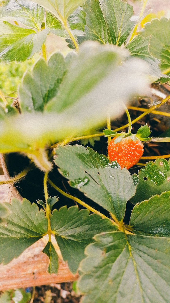 Shelly Ariyanti profile icon