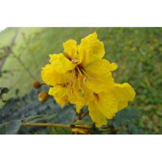 Mega Erdiyus profile icon