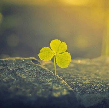 Rho Sabdula profile icon