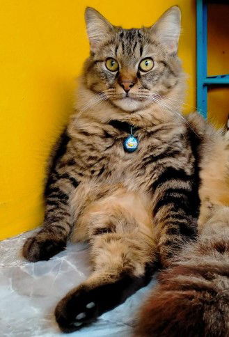 adinda putri dwi ningrum profile icon