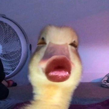 anisa fitrya profile icon